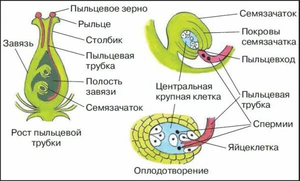 фазы этапы оплодотворения схема. схема процесса оплодотворения у животных. схема процесса оплодотворения. оплодотворение клетки схема. процесс оплодотворения основные стадии.