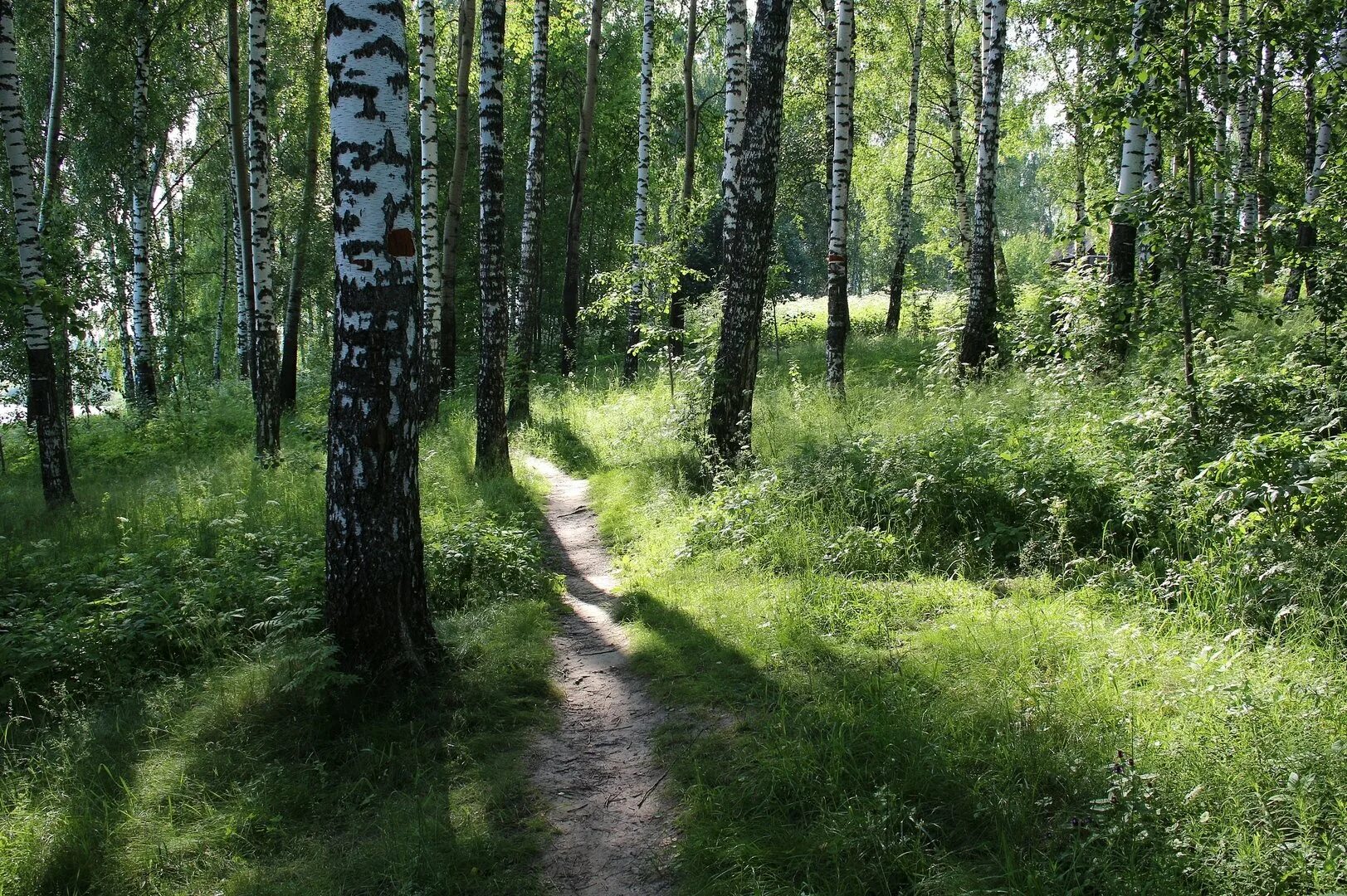 Тропинка Калужской области. Лесная тропа Нижегородская область. Природа лес Лесная тропинка Россия. Сулюковский лес.