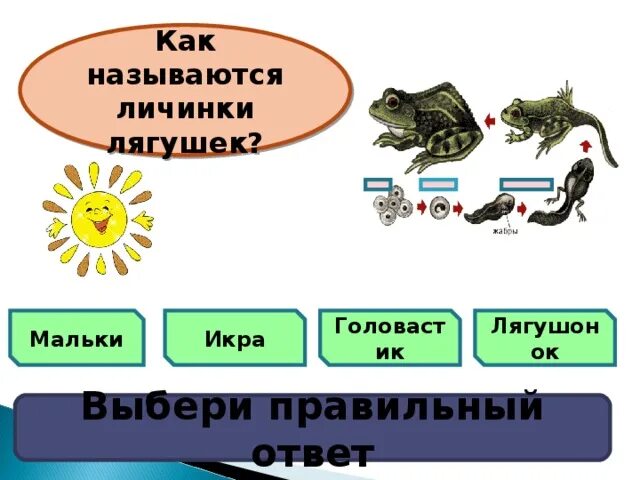 Проверочная работа по теме земноводные вариант 2