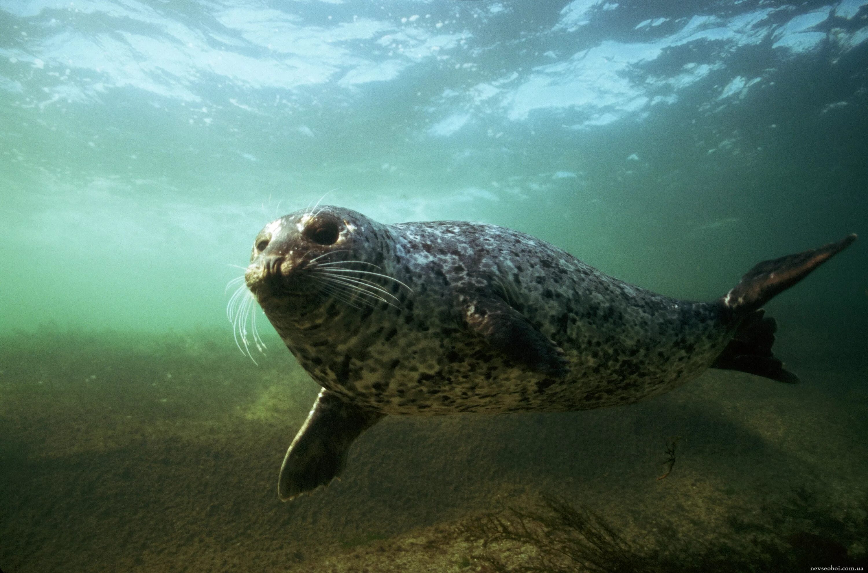 Морской котик в воде. Тюлень под водой. обитатели северных морей и океанов. морской котик под водой. подводный мир каспийского моря.