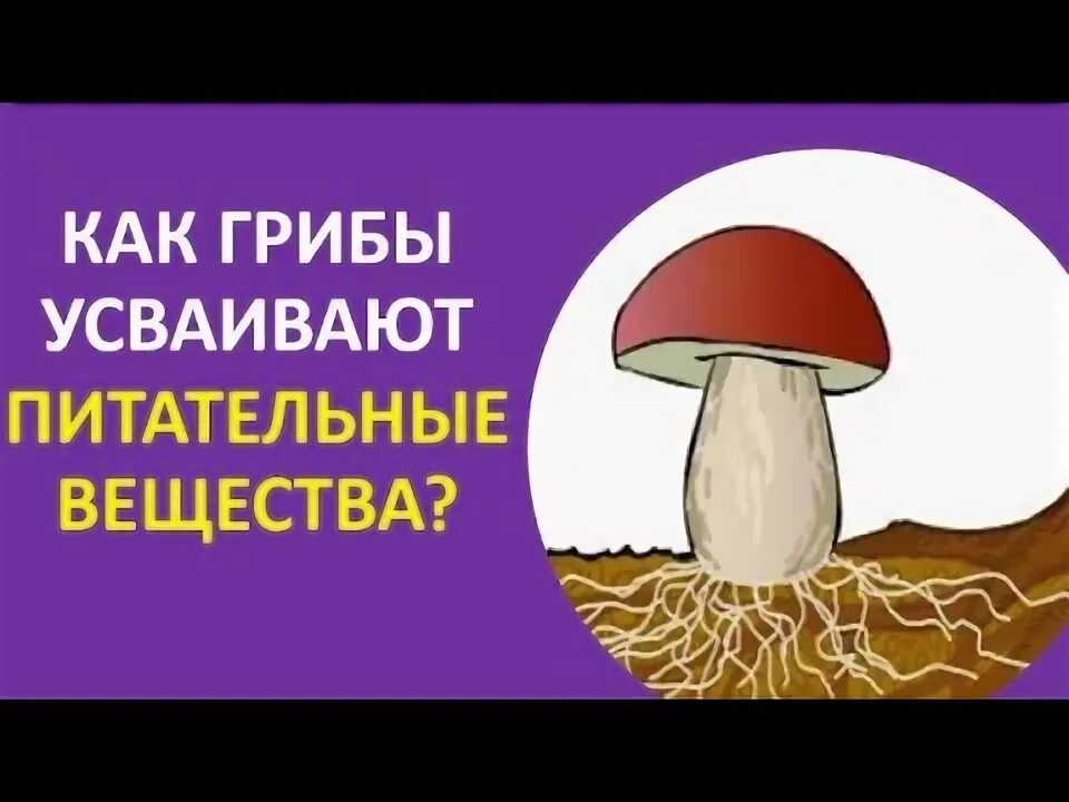 Грибы усваиваются ли организмом. Грибы неподвижные гетеротрофные организмы они. Грибы усваиваются ли организмом. Почему грибы не усваиваются организмом. Время переваривания пищи таблица.