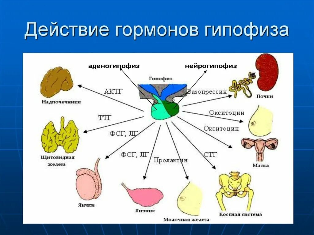 Гипофиз вещества