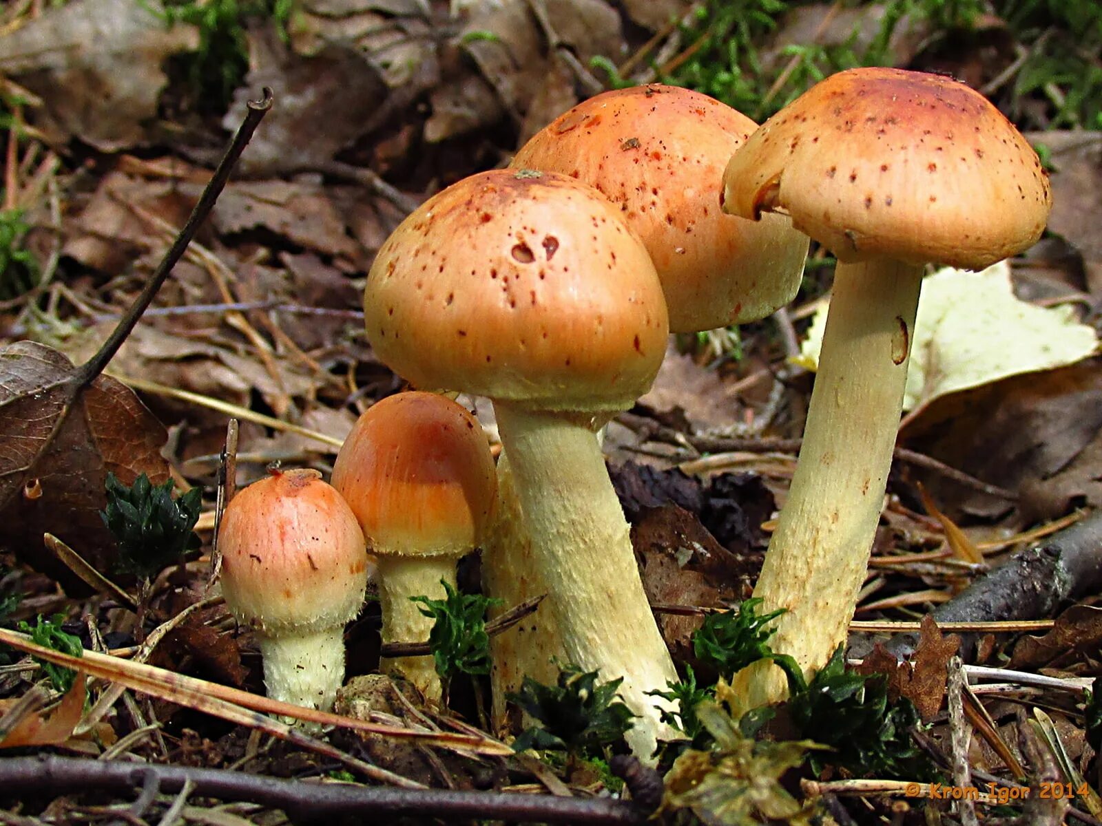 Грибы новосибирске купить. Pholiota astragalina. Чешуйчатка Шафрановая. Чешуйчатки шафранно-красные. Грибы в Новосибирске съедобные.