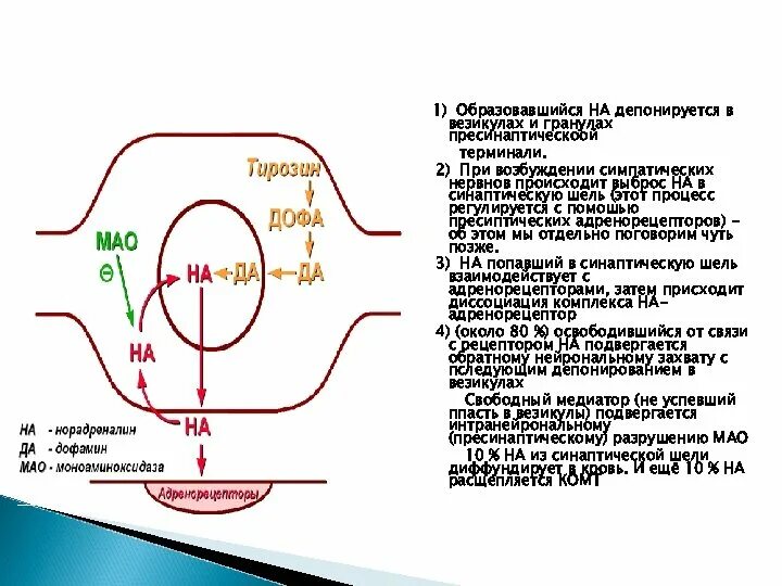 Схема адренергического синапса. Схема адренергического синапса фармакология. Строение адренергического синапса фармакология. Адренергический синапс механизм фармакология. Обратный захват медиатора