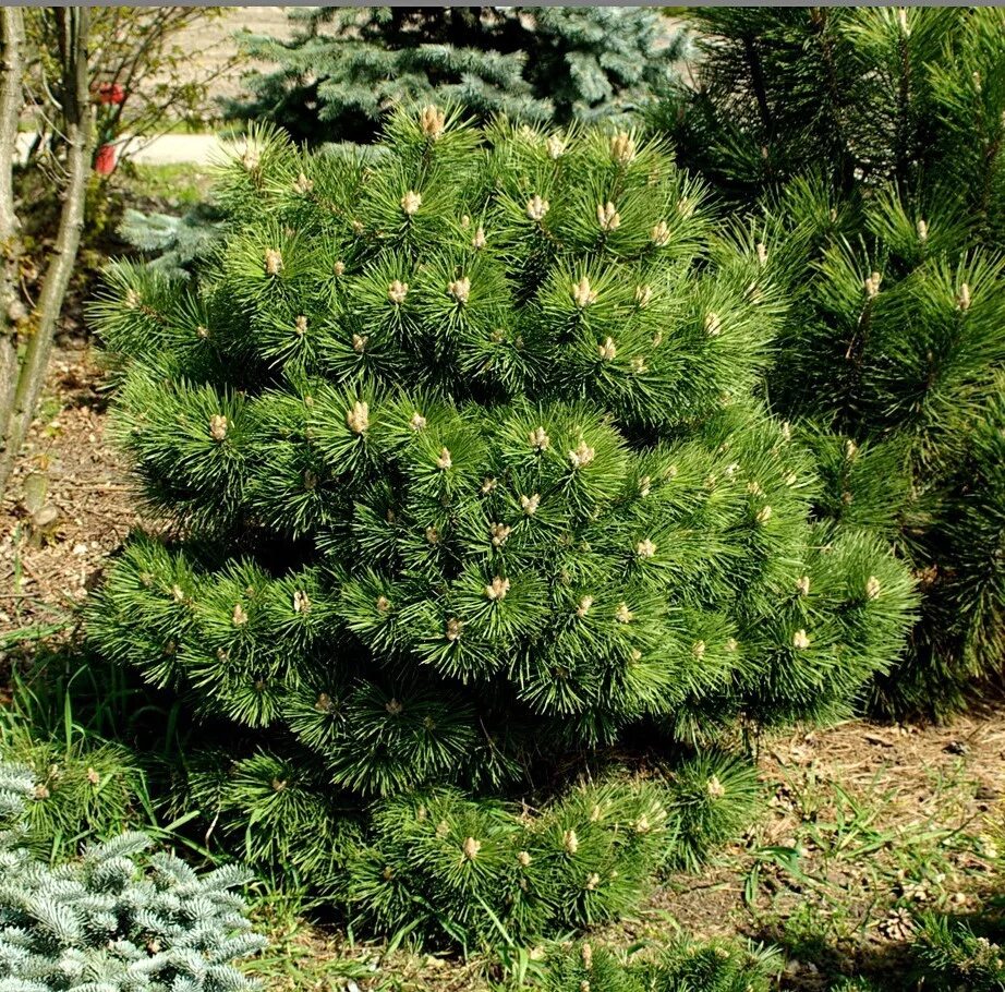 Сосна нигра описание. Сосна Pinus nigra. Сосна черная Hornibrookiana. Сосна Горная Хорнибрукиана. Сосна черная (Pinus nigra).