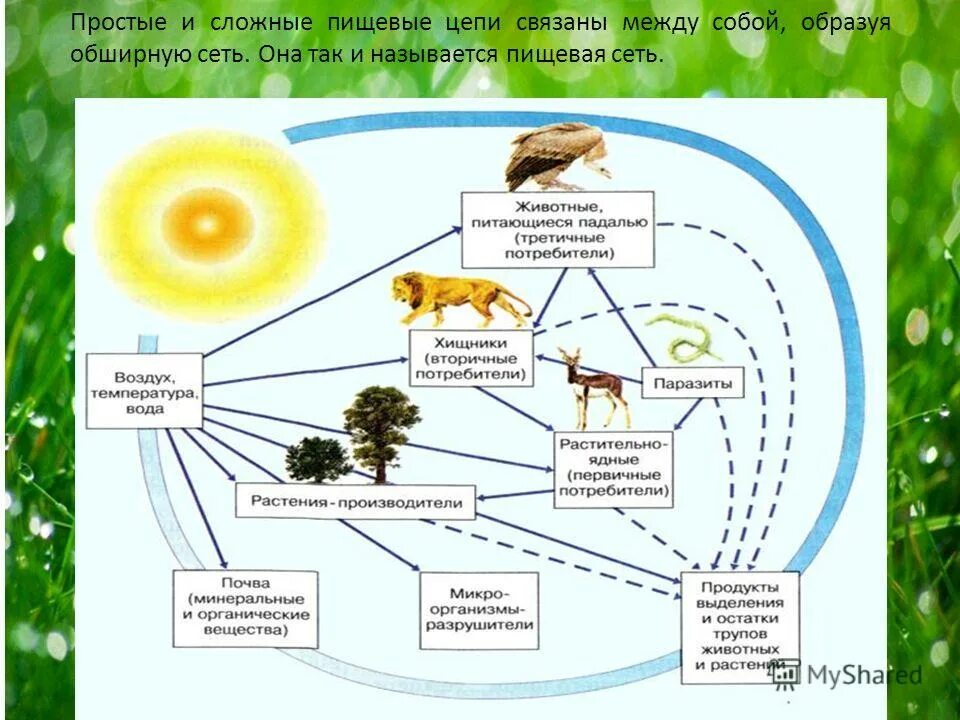 Пищевые Цепочки 5 класс биология. Пищевая сеть 5 класс биология. Цепочка питания биология 5. Цепочка питания 6 класс биология. Пищевая цепочка в природе 5 класс биология