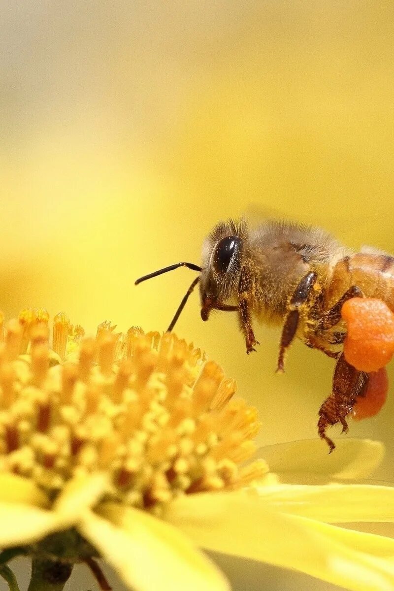 Собирает нектар и пыльцу. Пчела мохнатоногая. Пчела макро. Пчела на цветке. Пчела картинка.