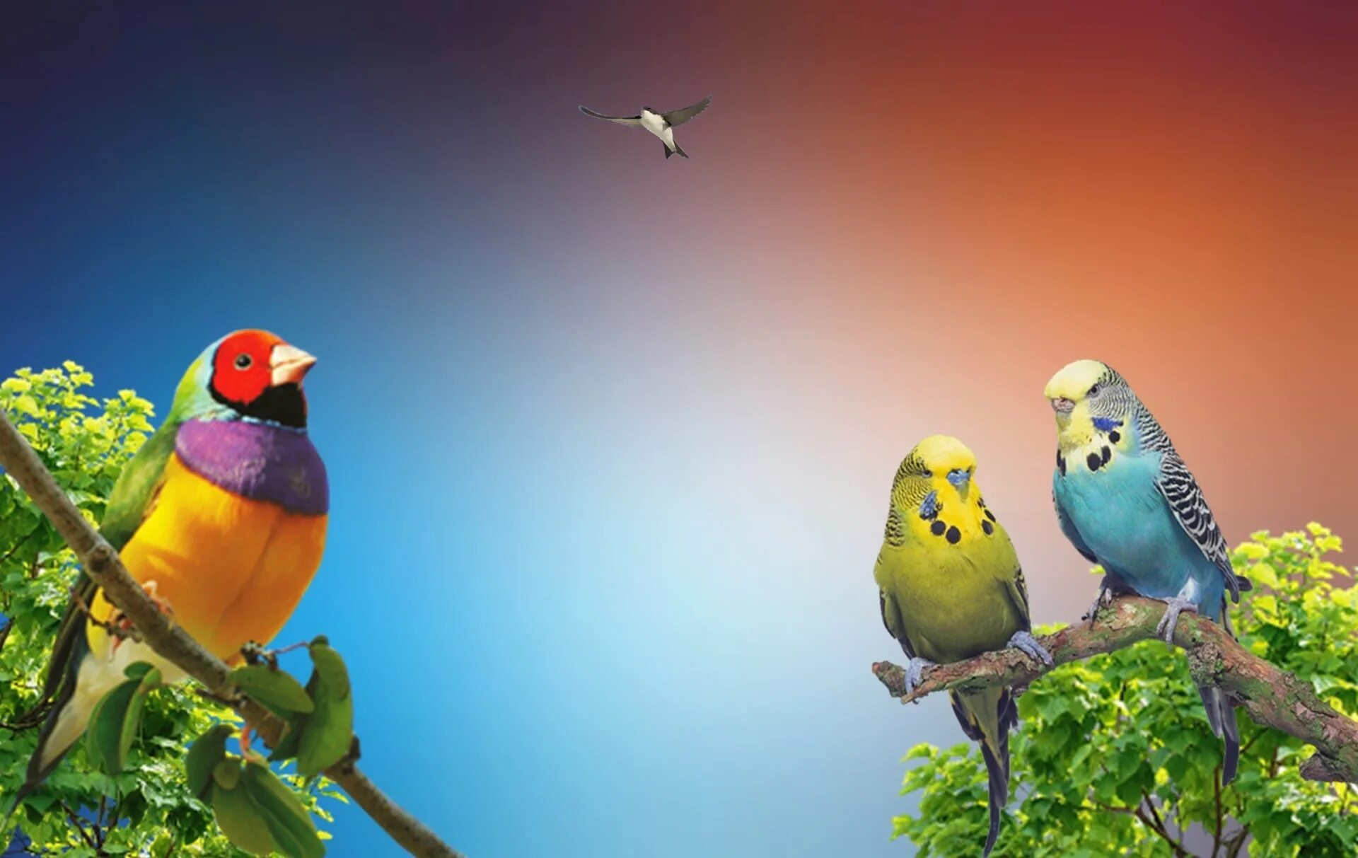 Попугаи Бразилии. Три попугая. Попугаи в природе картинки. Попугаи в окружающей среде.