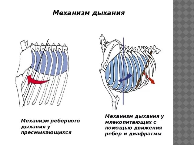 Диафрагма млекопитающих. Механизм дыхания млекопитающих. Механизм дыхательных движений у млекопитающих. Диафрагма у собаки. Наличие диафрагмы у млекопитающих