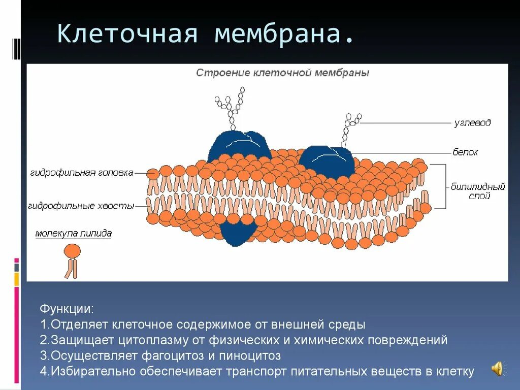 Клеточная мембрана оболочка функции. Клеточная плазматическая мембрана. строение клеточной мембраны. фосфолипиды плазматической мембраны. липиды цитоплазматической мембраны.