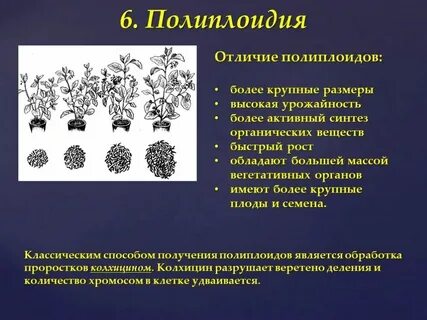 Обработка колхицином метод