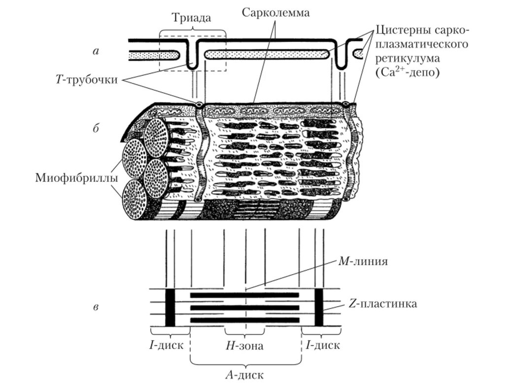 Каким номером на рисунке обозначена миофибрилла. Схема поперечно полосатого мышечного волокна. Строение мышечного волокна сарколемма. Схема строения скелетного мышечного волокна. Схема строения миофибриллы поперечно- полосатого мышечного волокна..