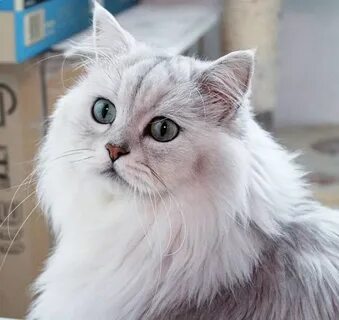 Silver cat