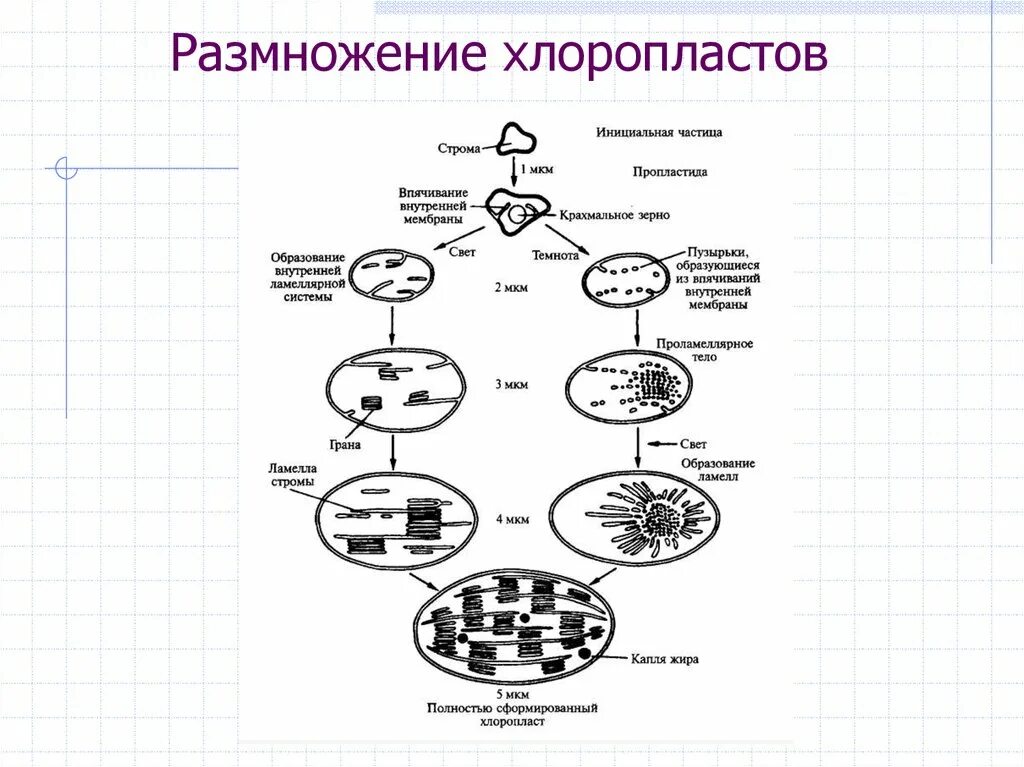 Деление хлоропласта. Размножение пластид. Взаимопревращение пластид схема. Размножение хлоропластов и митохондрий. Жизненный цикл митохондрий.