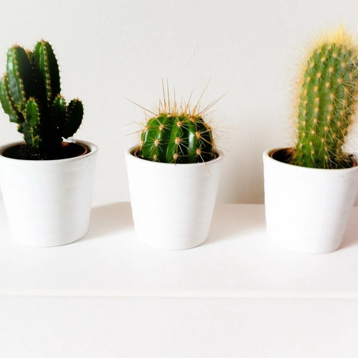 Cactus dg. Кактус цереус гигантский. Кактус bloeiend. Опунция Кактус Эстетика. Кактус STROBLOEM.