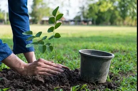 Planting eyes