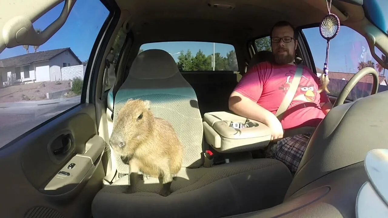 Машина капибара фото