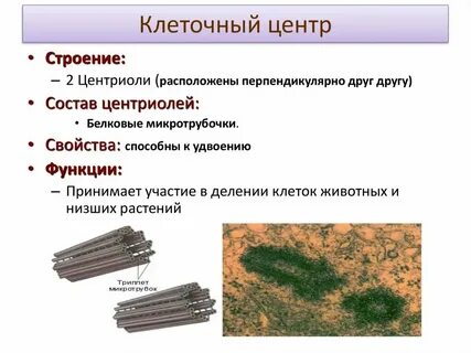 Есть ли клеточный центр у растительной клетки