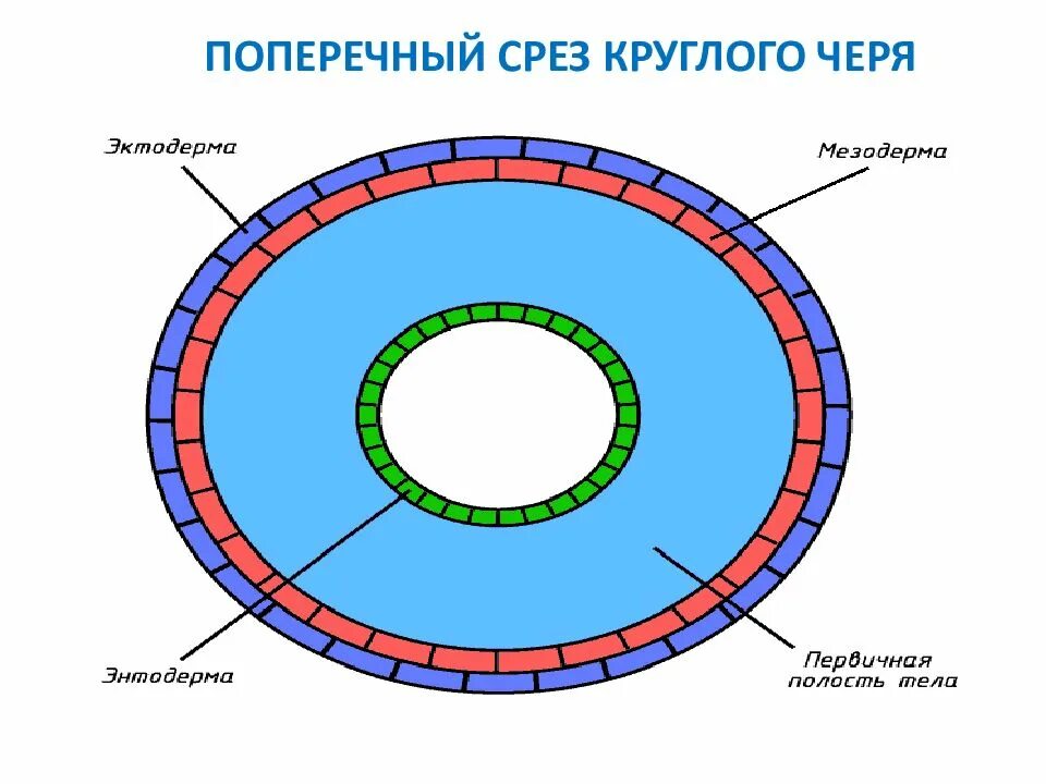 Наличие первичной полости тела у каких червей. Вторичная полость тела червя. Первичная полость у круглых червей. Полость тела круглого червя. Вторичная полость тела у круглых червей.