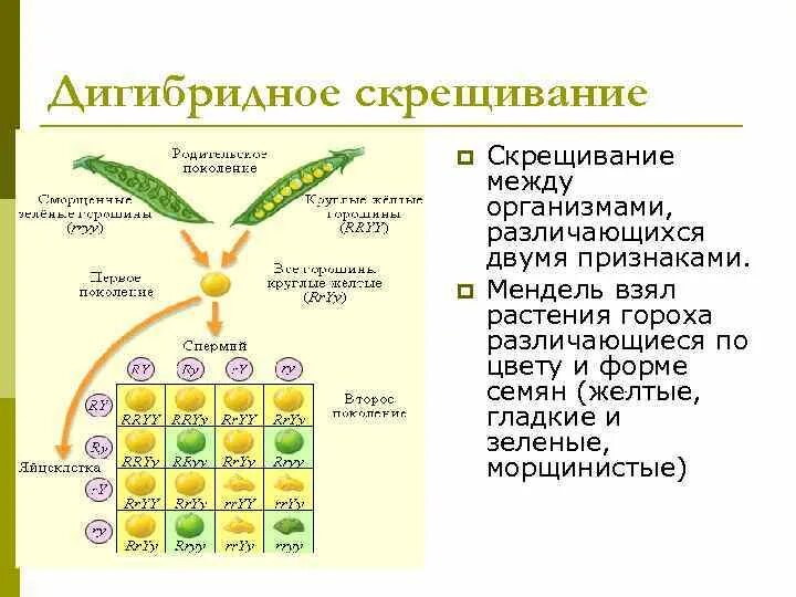 У гороха доминантный признак желтые семена. Схема дигибридного скрещивания гороха. Генетика дигибридное скрещивание. Дигибридное скрещивание семена гороха. Схема дигибридного скрещивания.