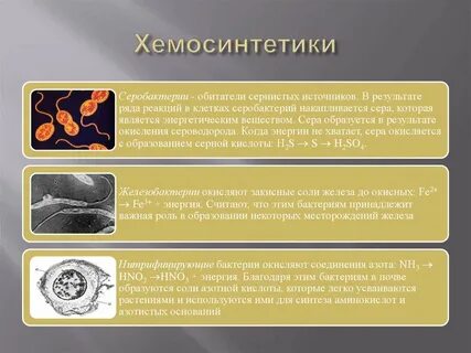 Хемотрофы примеры
