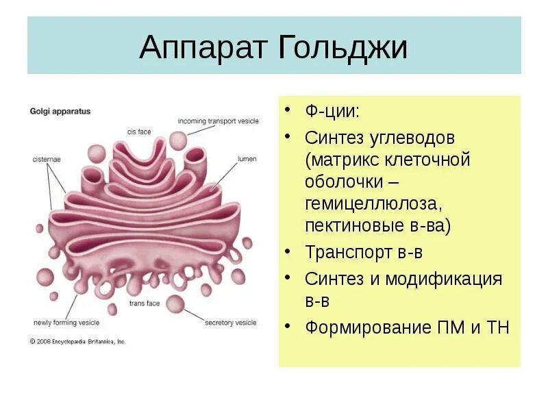 Органоид комплекс гольджи рисунок. Аппарат гольджи строение органоида. строение комплекса гольджи в клетке. аппарат гольджи строение егэ. комплекс гольджи строение и функции рисунок.