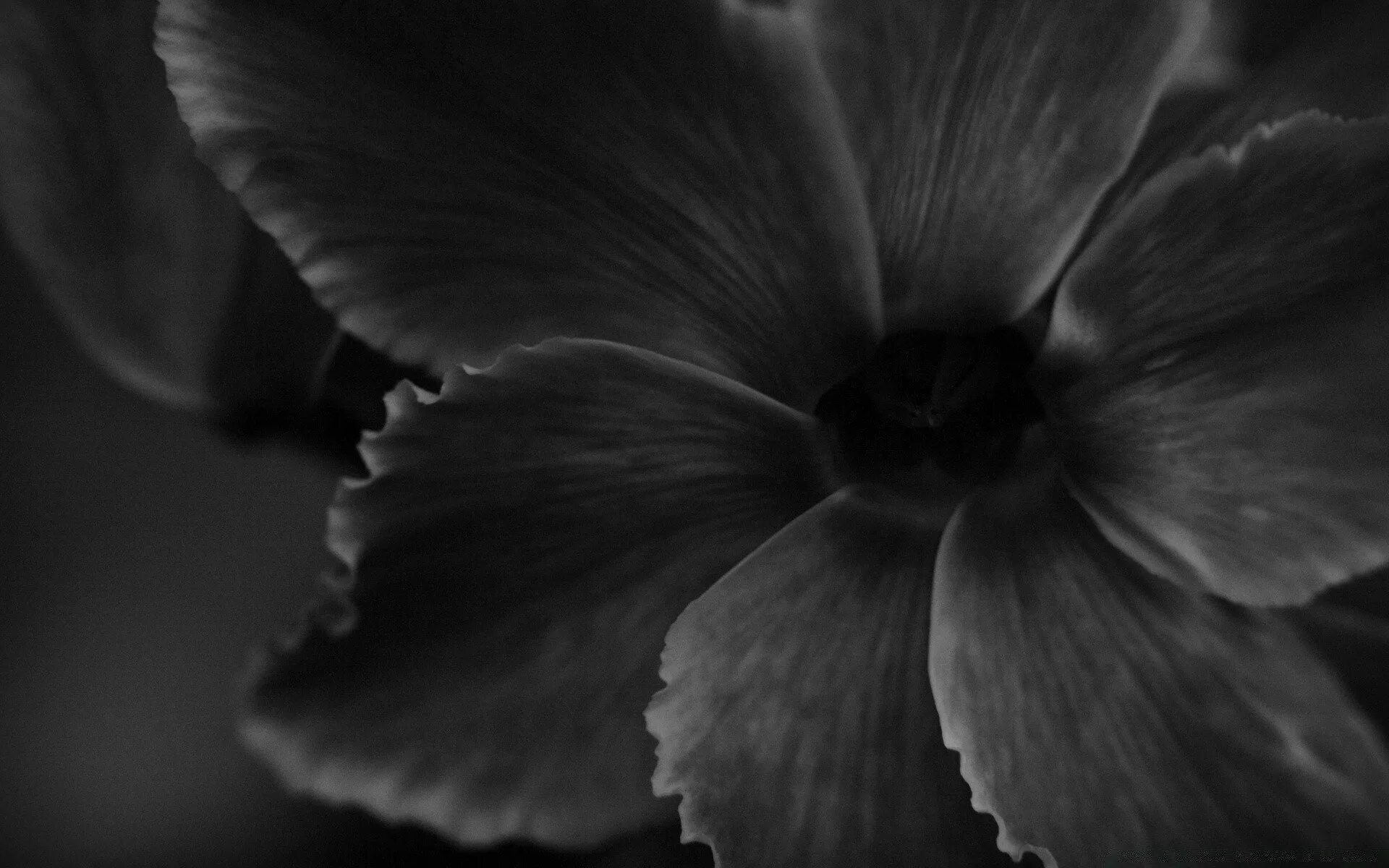 Черный цвет заставка. Серые цветы. Черные цветы. Черно-белый цветок. Цветы на черном фоне.