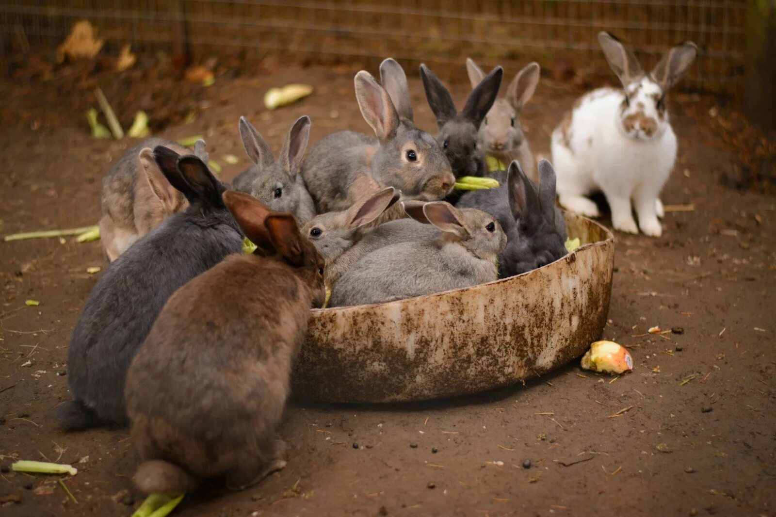 Где сейчас кролик. Кролики. Австралийский кролик. Животноводство кролики. Кролики в Австралии.