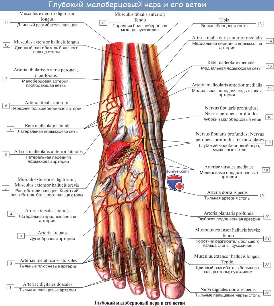 Малоберцовый нерв стопа. Малоберцовый нерв анатомия. Глубокий малоберцовый нерв топография. Малоберцовый нерв анатомия схема. Малоберцовый нерв иннервация кожи.