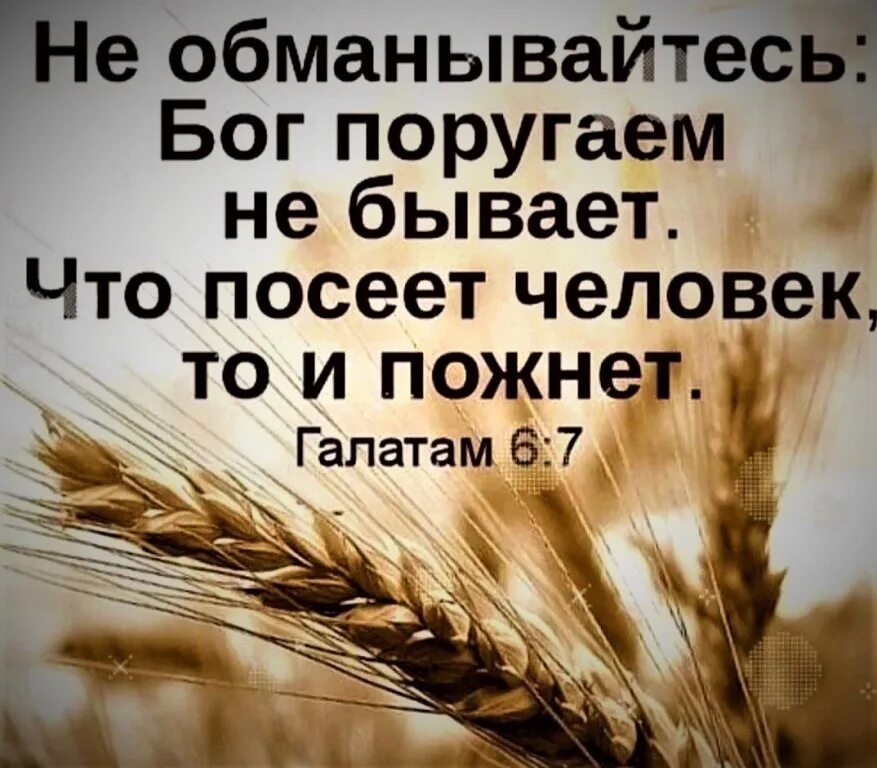 Время слова посеешь. Что посмеет человек, то и пожнет. Что посеет человек то и пожнет. Что посеет человек то и пожнет Библия. Бог поругаем не бывает что посеет человек то и пожнет.