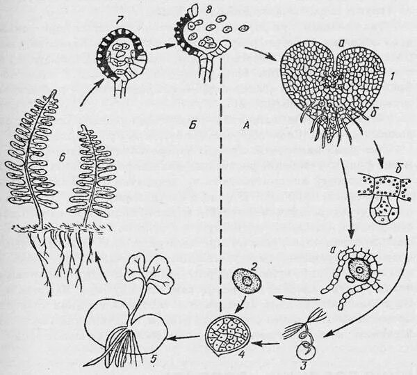 Цикл размножения папоротников. Жизненный цикл сальвинии плавающей схема. Гаметофит щитовника мужского. Архегоний в заростке папоротника. Мужские гаметы папоротников