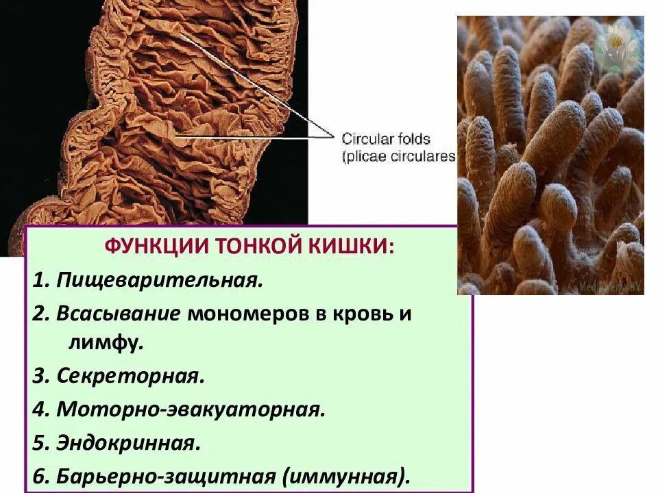 Какова функция тонкого кишечника. Функции тонкой кишки кратко. Функции тонкого кишечника 8 класс. Функции тонкой кишки 8 класс. Основная функция тонкого кишечника.