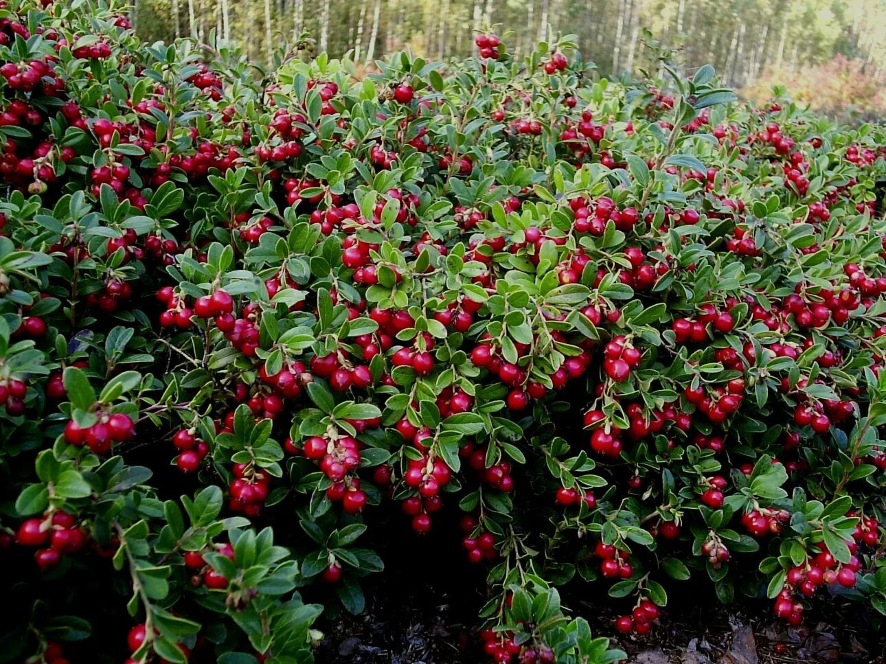 Vaccinium Vitis-idaea Koralle брусника коралл. Брусника кустарничек. Брусника обыкновенная кустарничек. Брусника обыкновенная (Vaccinium Vitis-idaea).