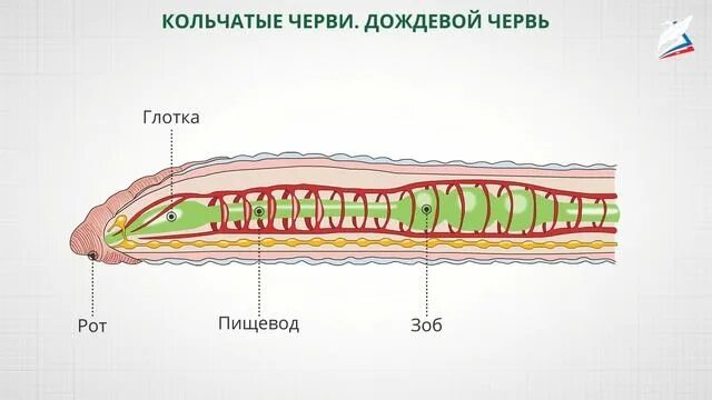Тип пищеварения у дождевого червя. Пищеварительная система дождевого червя. система пищеварения дождевого червя. система органов дождевого червя. кольчатые черви строение.