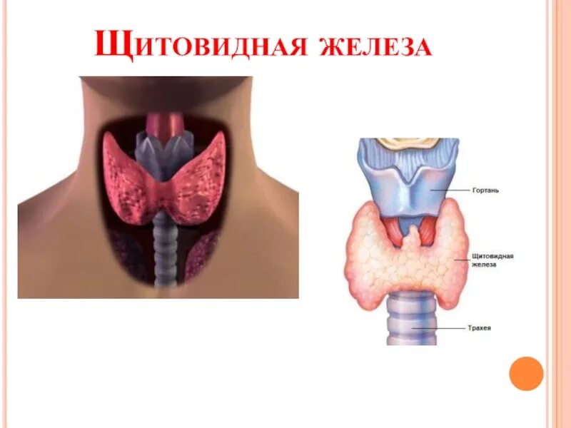Щитовидная железа 8