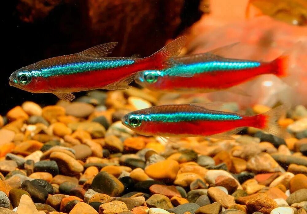 Неончики рыбки. Эритрозонус аквариумная рыбка. Неон красный (Paracheirodon axelrodi). Красный неон рыбка аквариумная. Вуалевый неон рыбка.