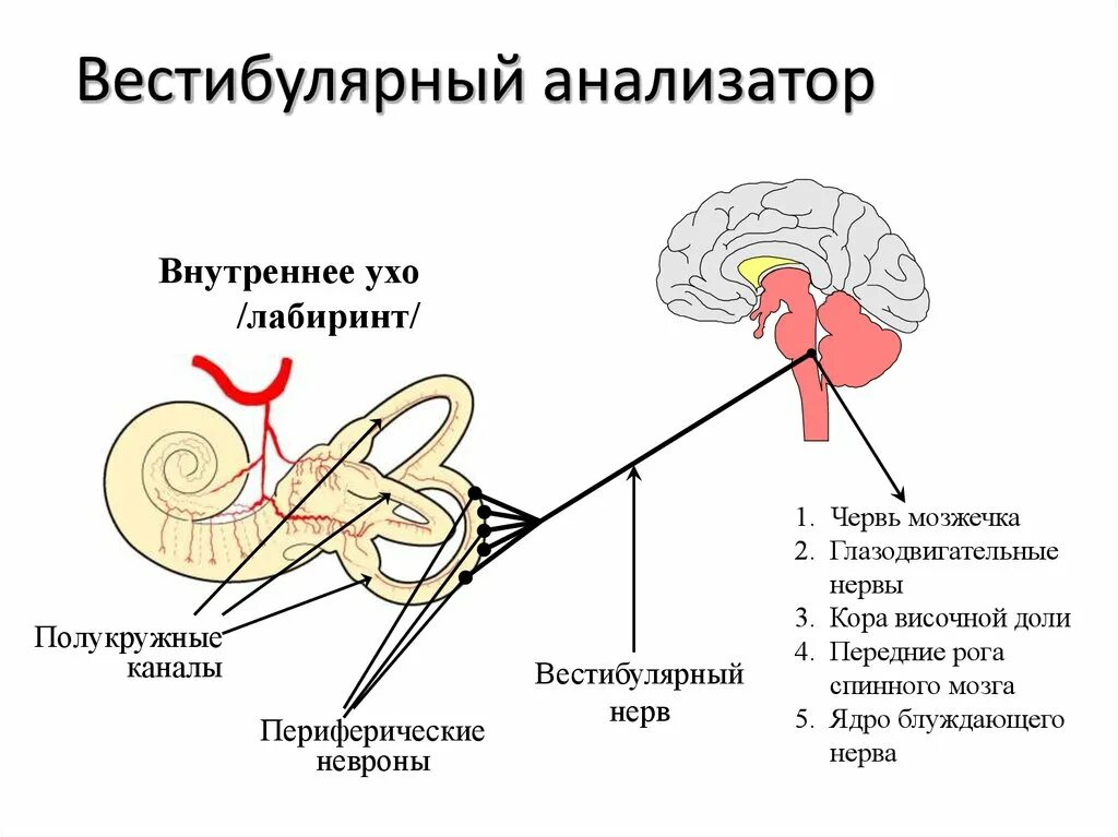 Вестибулярный аппарат симптомы у взрослых. Схема вестибулярного анализатора. Вестибулярный нерв Лабиринт уха. Вестибулярный анализатор в височной доле. Периферический вестибулярный анализатор.