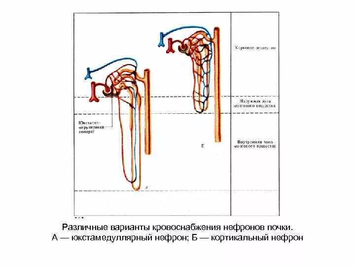 Строение юкстамедуллярного нефрона. Кровоснабжение корковых нефронов. Кровоснабжение почки схема. Юкстамедуллярная система кровоснабжения. Строение коркового нефрона