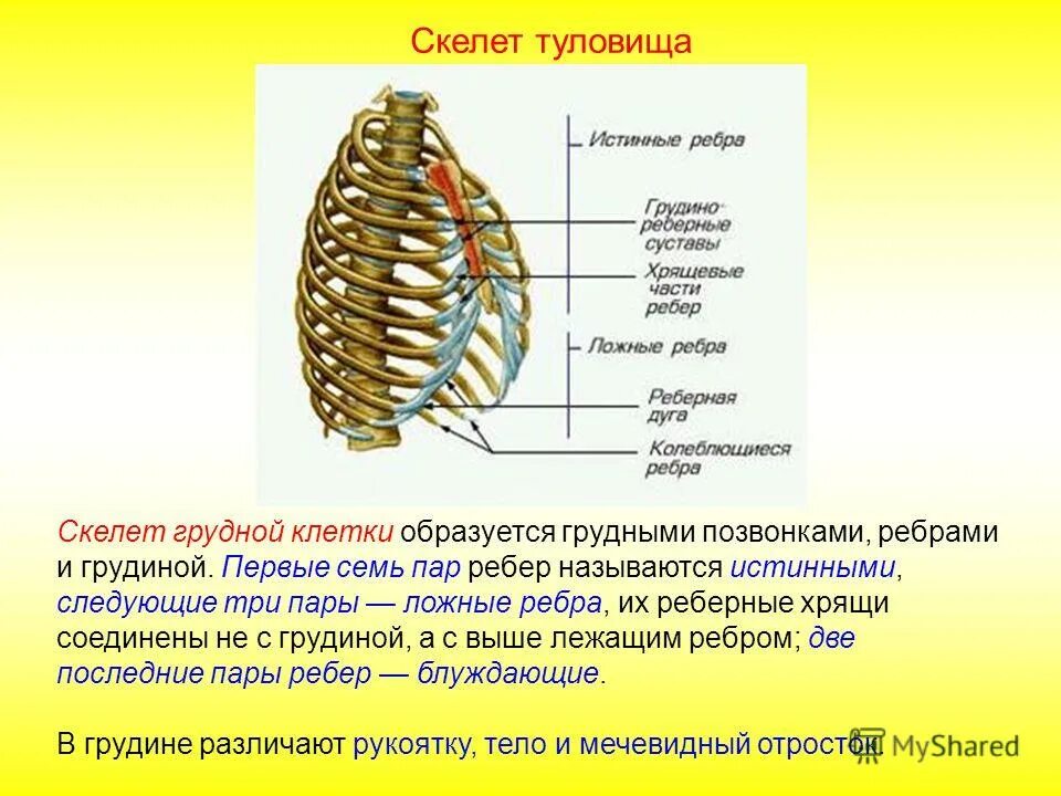 Тип соединения туловища. Грудная клетка анатомия скелет туловища. строение грудного отдела скелета человека. строение функции и соединения костей грудной клетки. скелет туловища грудная клетка кости.