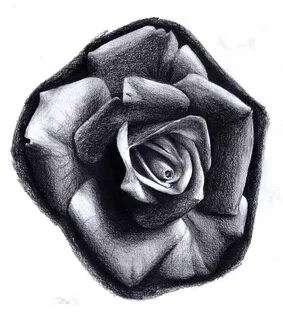 Roses taking