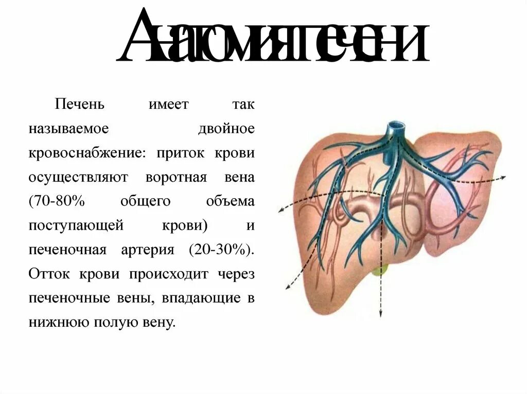 Печеночные вены анатомия. Анатомия печеночных вен. Нижняя полая Вена и печень.