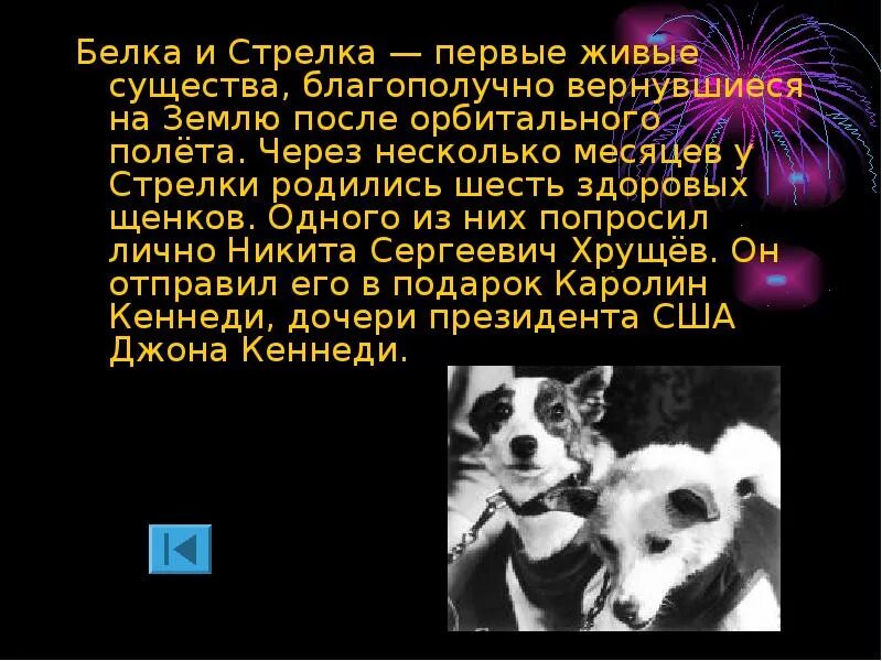 Первое живое существо полетевшее в космос. Презентация про белку и стрелку. Доклад про белку и стрелку. Животные в космосе доклад. Презентация на тему собаки в космосе.