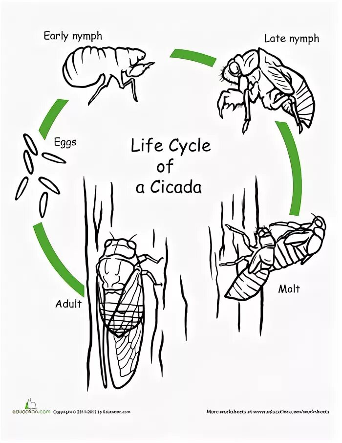 Какой тип развития характерен для цикады. Цикл развития цикады. Стадии развития цикады схема. Жизненный цикл цикады схема. Цикада Крымская жизненный цикл.