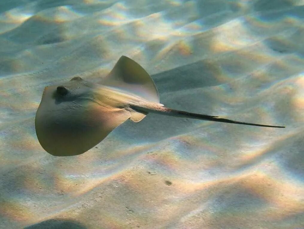 Скат рыба символ чего. Скат-хвостокол морской кот. Скат-хвостокол в черном море. Черноморский Скат хвостокол. Скат хвасто Кол черно Морский.