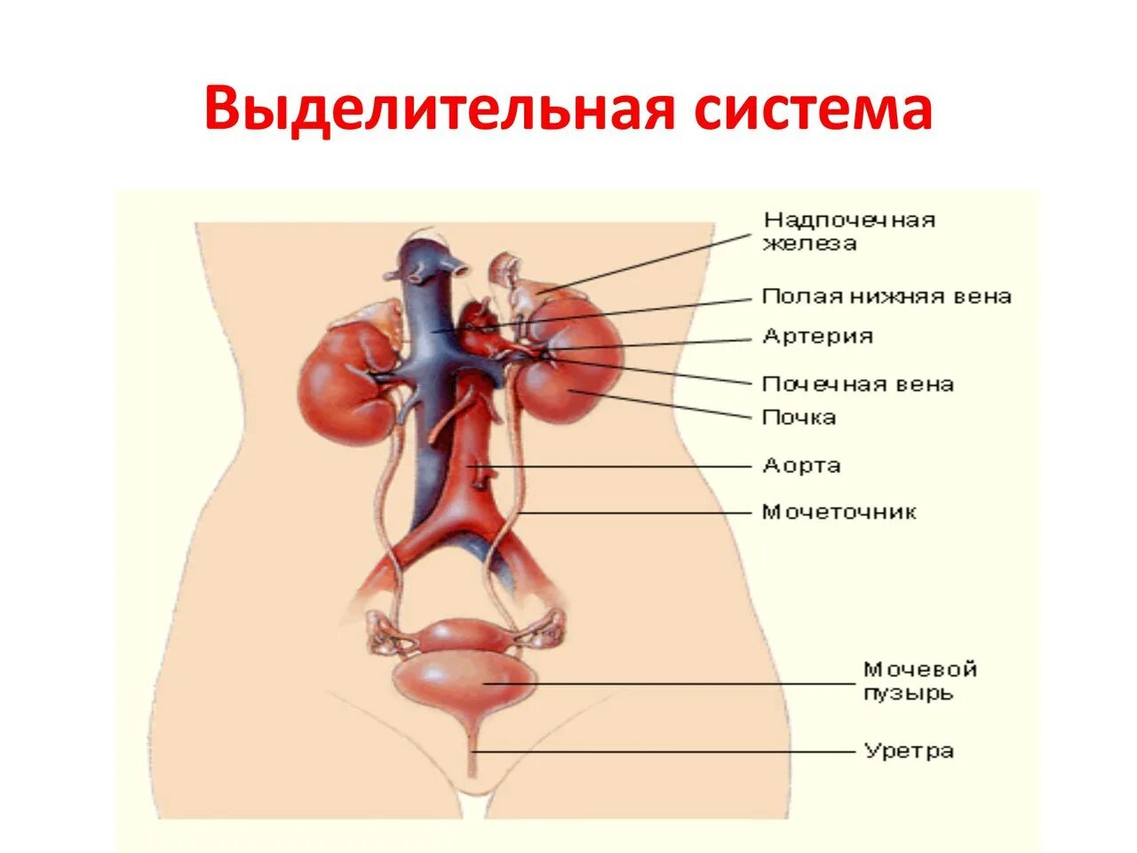 Какую функцию выполняет выделительная система человека. Выделение и выделительная система человека. Система выделения человека схема. Анатомия человека выделительная система женщина. Строение выделительной системы человека ЕГЭ.