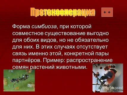 Совместное существование выгодно для обоих видов