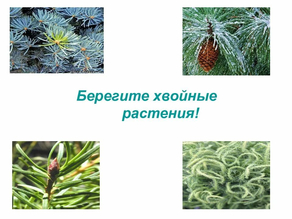 Хвойные растения. Многообразие хвойных растений. Презентация на тему хвойные растения. Хвойные растения нашего края.