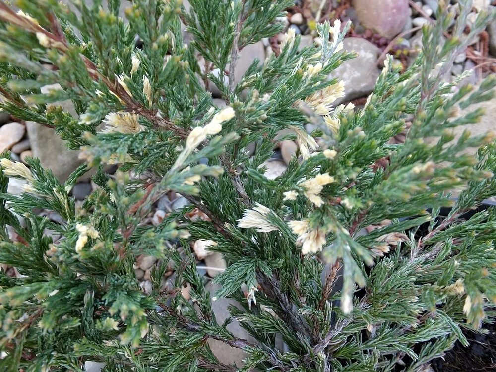 Можжевельник вилтони. Можжевельник andorra compacta variegata. Можжевельник казацкий вариегата. Можжевельник казацкий вариегата. Можжевельник с белыми кончиками.