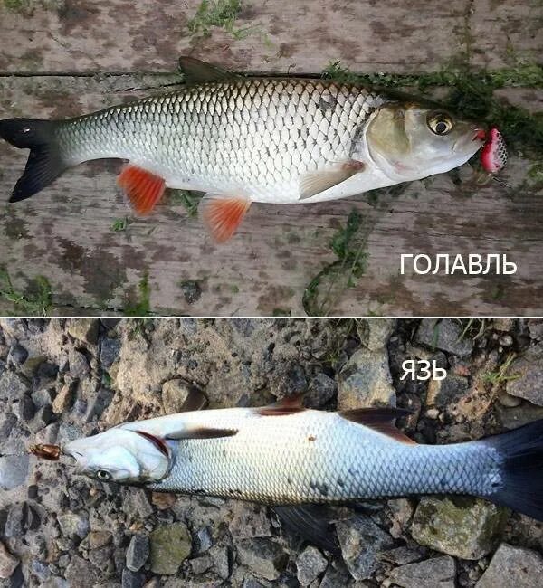 Похоже на плотву