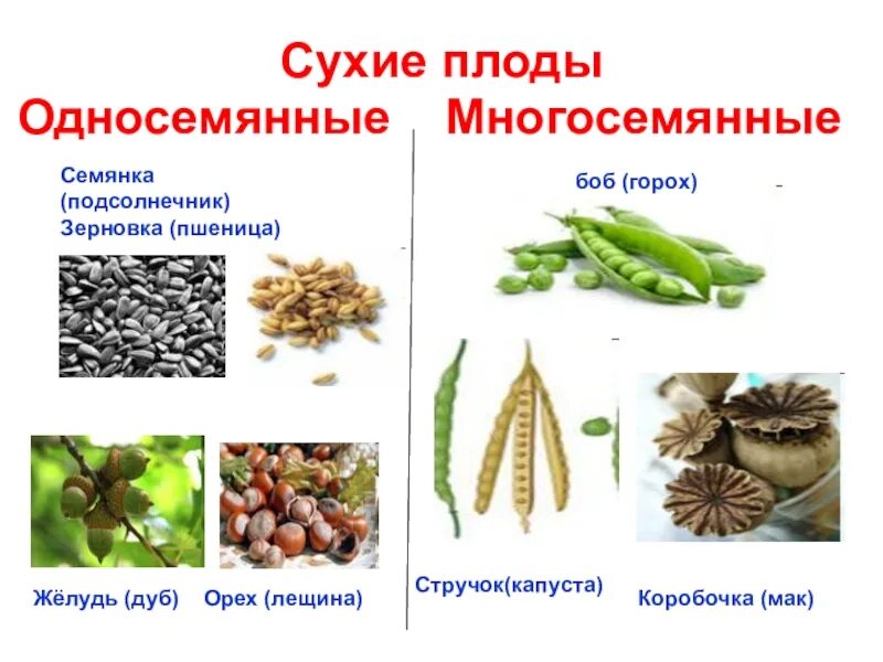 Сухие односемянные плоды. Одно семеные плод сухие. Сухие плоды односемянные и многосемянные. Сухой многосемянный плод биология 6 класс. Какой из перечисленных плодов является многосеменным